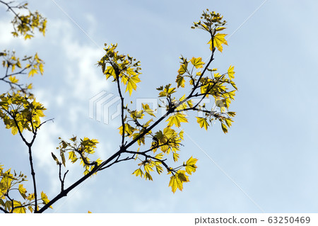 growing trees growing trees 63250469