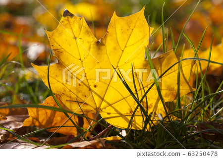 autumn yellow foliage autumn yellow foliage 63250478