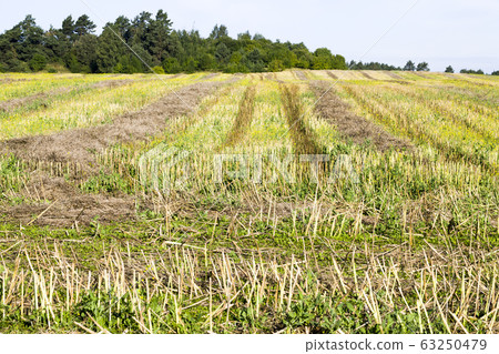 rapeseed harvest rapeseed harvest 63250479