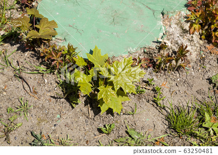 young maple tree young maple tree 63250481