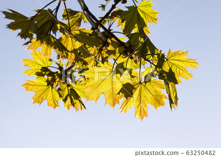 maple leaves maple leaves 63250482