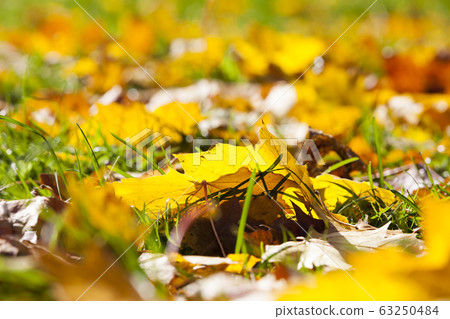 autumn yellow foliage autumn yellow foliage 63250484