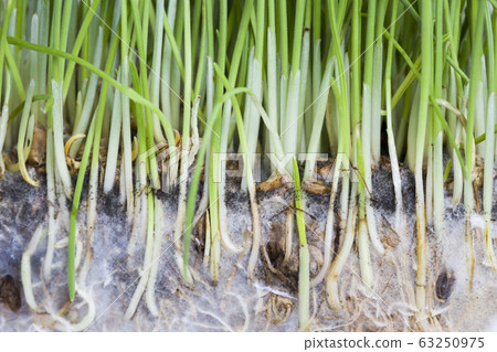 wheat or rye wheat or rye 63250975