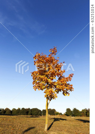 leaves in the autumn leaves in the autumn 63251014