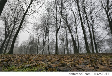 dreary autumn forest dreary autumn forest 63251015
