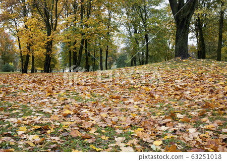 maple leaves maple leaves 63251018