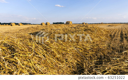 agricultural fields with wheat or rye agricultural fields with wheat or rye 63251022