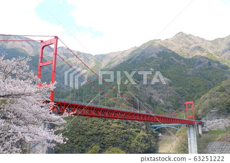 Cherry blossoms in full bloom at Owatari Dam Park 63251222