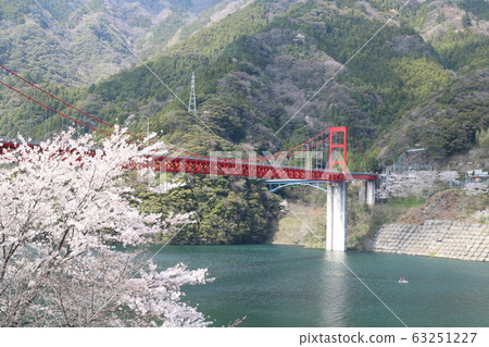 Cherry blossoms in full bloom at Owatari Dam Park 63251227