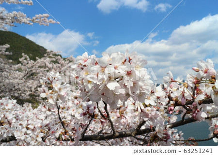 Cherry blossoms in full bloom at Owatari Dam Park 63251241