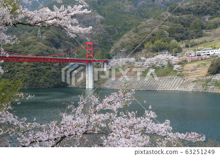 Cherry blossoms in full bloom at Owatari Dam Park 63251249