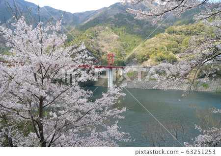 Cherry blossoms in full bloom at Owatari Dam Park Cherry blossoms in full bloom at Owatari Dam Park 63251253
