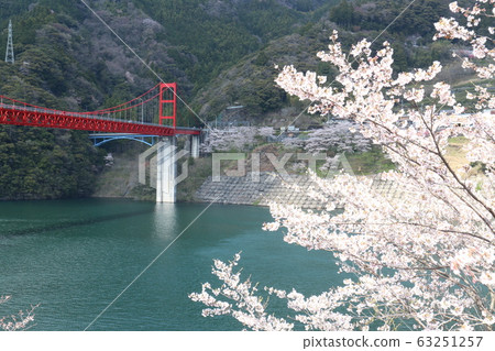 Cherry blossoms in full bloom at Owatari Dam Park 63251257