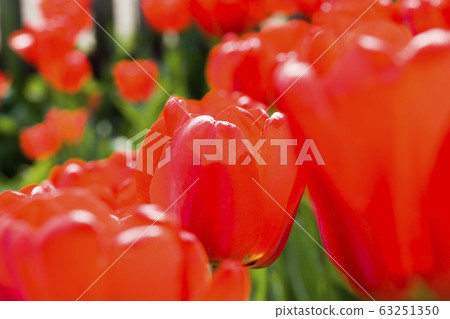 red flowers Tulip red flowers Tulip 63251350