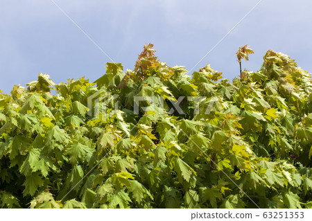 plant growth plant growth 63251353
