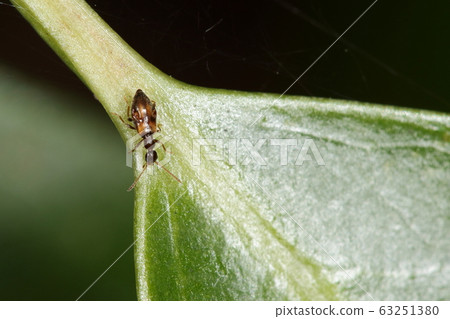 Creatures, insects, and red beetles, beetles as small as three millimeters. Beautiful color luster like tortoiseshell 63251380