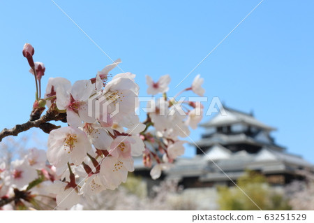 春天盛開的櫻花盛開的松山城 春天盛開的櫻花盛開的松山城 63251529