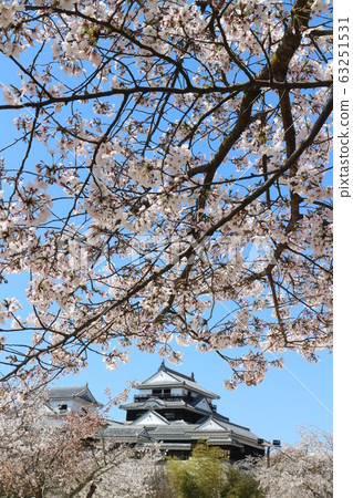 春天盛開的櫻花盛開的松山城 春天盛開的櫻花盛開的松山城 63251531
