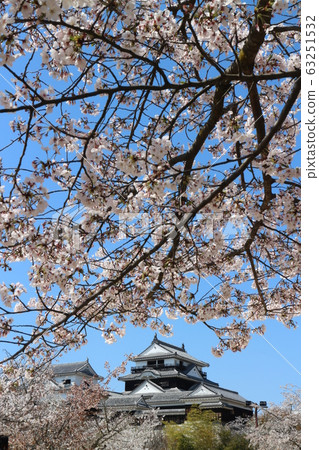 春天盛開的櫻花盛開的松山城 63251532