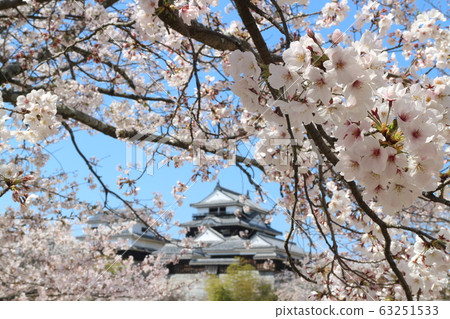 春天盛開的櫻花盛開的松山城 春天盛開的櫻花盛開的松山城 63251533