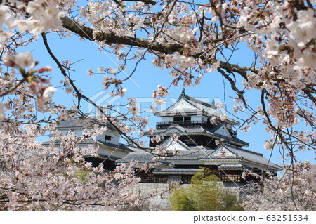 春天盛開的櫻花盛開的松山城 63251534