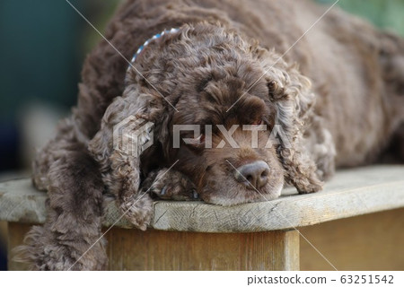 放鬆的狗 63251542