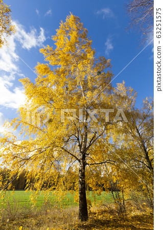 beautiful birch foliage beautiful birch foliage 63251575