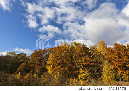 leaves in the autumn leaves in the autumn 63251576