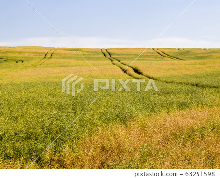 field full of rapeseed i field full of rapeseed i 63251598