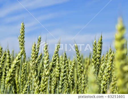 natural green ears of wheat natural green ears of wheat 63251601