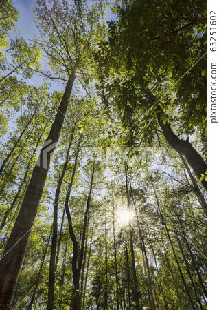 growing trees 63251602