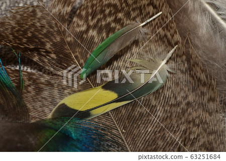 Colorful feathers, Harlequin Macaw feathers Colorful feathers, Harlequin Macaw feathers 63251684