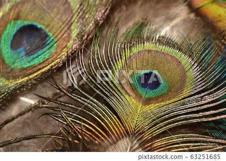 Peacock feather pattern macro Peacock feathers Peacock feather pattern macro Peacock feathers 63251685