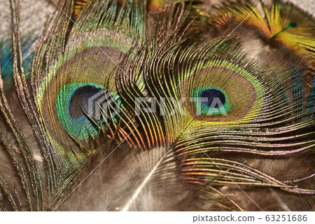 Peacock feather pattern macro Peacock feathers Peacock feather pattern macro Peacock feathers 63251686