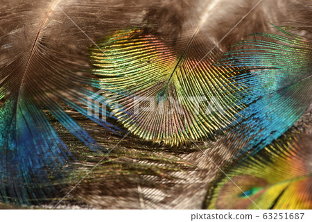 Peacock feather pattern macro Peacock feathers Peacock feather pattern macro Peacock feathers 63251687