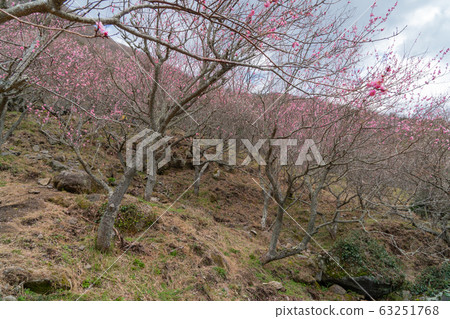 湯河原柏林（幕山公園） 63251768