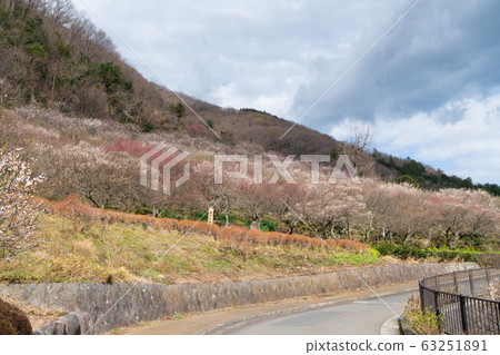 湯河原柏林（幕山公園） 63251891