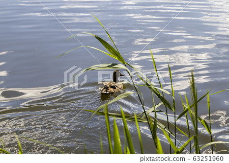 floating duck 63251960