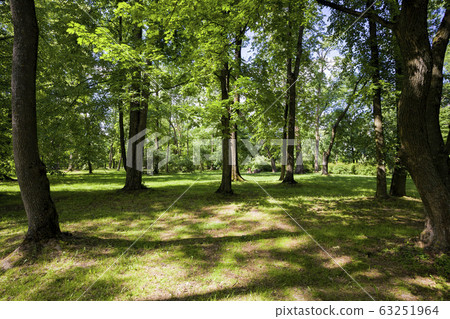 trees covered with green foliage 63251964