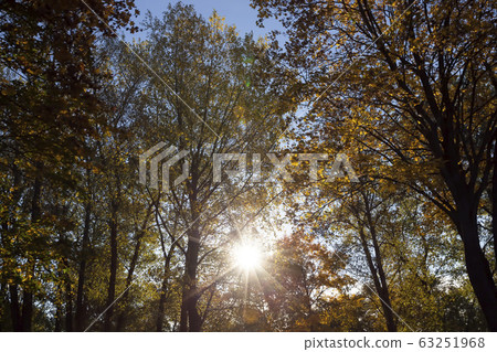 Sunny weather with sunlight Sunny weather with sunlight 63251968