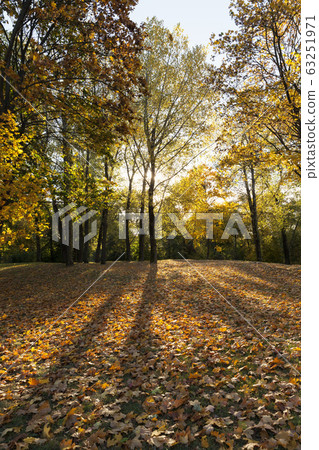Sunny weather with sunlight Sunny weather with sunlight 63251971