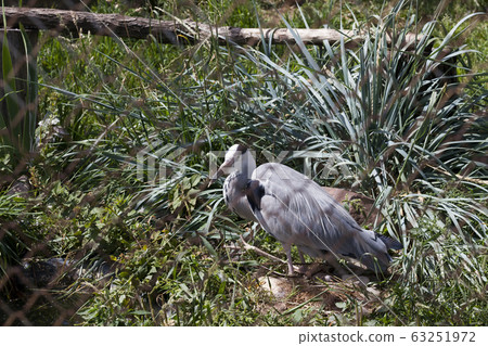 Heron in a cage 63251972