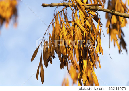 Sunny or cloudy autumn Sunny or cloudy autumn 63251973