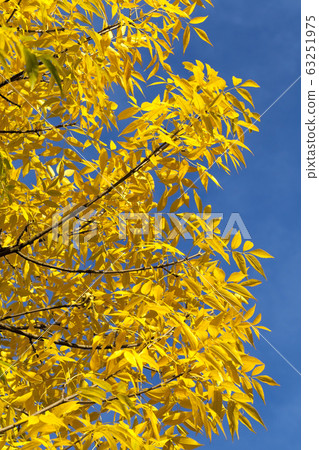 Sunny or cloudy autumn Sunny or cloudy autumn 63251975