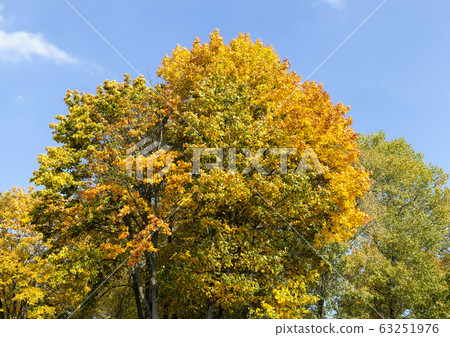 autumn yellow foliage autumn yellow foliage 63251976