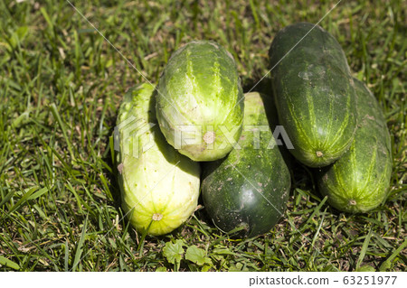 green cucumbers green cucumbers 63251977