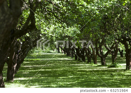 Sunny bright weather Sunny bright weather 63251984