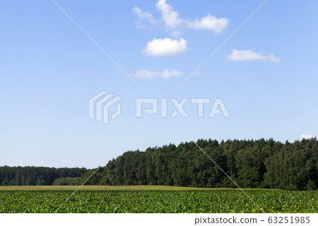 landscape with sky landscape with sky 63251985