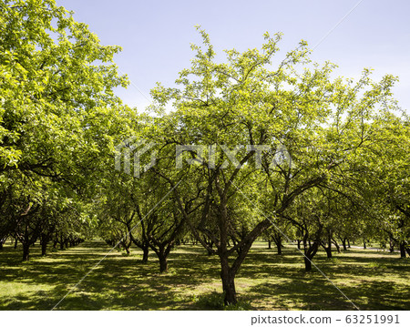 real nature real nature 63251991