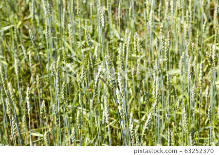 green wheat ear green wheat ear 63252370